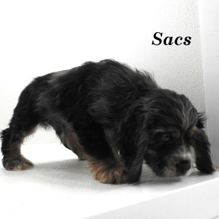 puppy, for, sale, Cocker Spaniel, Joe & Cherri  Overlease, dog, breeder, Miller, MO, dog-breeder, puppy-for-sale, forsale, nearby, find, puppyfind, locator, puppylocator, aca